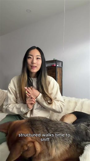 What does a premium dog boarding experience look like in Toronto?