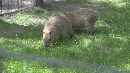 Close encounters of the capybara kind: African Safari Wildlife Park debuts its newest addition