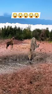 15K views · 41 reactions | 2 big fight | StableMan | Facebook