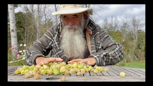 Ground cherries: Plant once, harvest forever abundant fruit grown like a vegetable