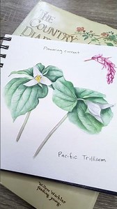 March Country Diary Botanical Nature Journal #botanicalart #botanicalillustration #naturejournaling