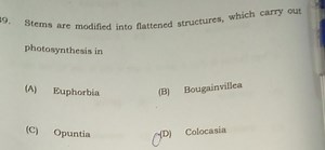 Stems are modified into flattened structures, which carry out p... | Filo