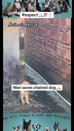 Inspiring Animal Rescue Stories: Man Saves Chained Dog