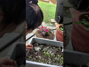 Propagating Peggy Martin climbing roses from cutting..