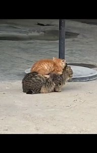 cats | Mother & child bond 😻❤️ ❤️ Double tap 🥰💓 •Follow @cutecatsfu 😻 •Follow @cutecatsfu ❤️ 📽 by @就叫小王八 - DY ❤️ . . . • •... | Instagram