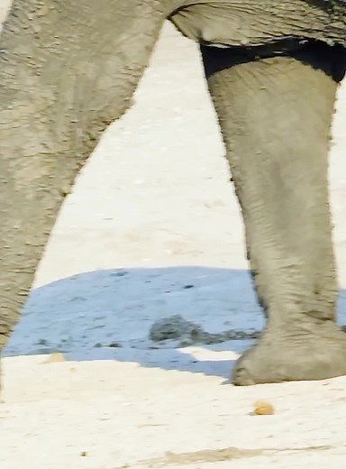 Part 2#fyp #wildlife #animals #foryoupage