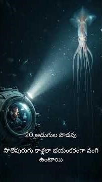 సముద్రంలో ఏలియన్? 👽 | Mysterious Bigfin Squid in Telugu #Shorts