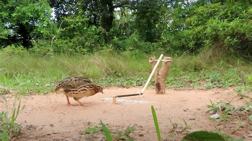 How to Catch Animals with Handmade Tools: Build Your Own Traps from Nature’s Resources!