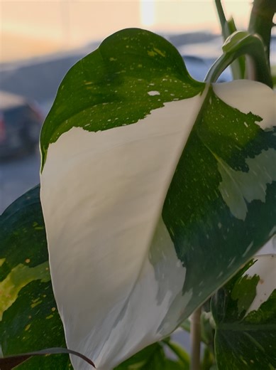 This is my Philodendron White Knight. It's one of my office plants 🌱. I don't pay it as much attention as I should. The Philodendron 'White Knight' is a popular, rare, vining houseplant known for its deep red/purple stems and striking dark green leaves with irregular white variegation, thriving in bright, indirect light with moderate watering and humidity, and requiring a support pole to climb, offering a relatively easy care routine for collectors seeking a unique, tropical look . #plantsoftik