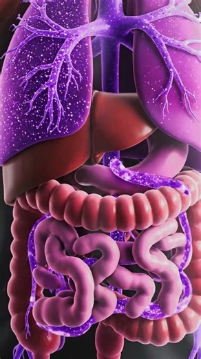 Inside the Body The Grape Juice Journey #HumanBody #3DAnatomy #InsideTheBody #HealthEducation