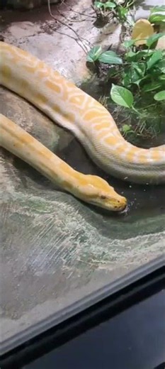 One of the Largest Pythons in the World😱#nature #animals #shorts