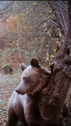 One of our most beloved webcam moments! Wild bear's hilarious back-scratching ritual captured live 🐻🌲 This beloved wildlife webcam footage shows a brown bear in the Hargita Mountains performing natural back-scratching behavior against a tree. A viewer favorite, this continuous unedited webcam recording captures spontaneous wildlife moments as they happen in real-time. One of our most treasured recordings! 🎬 Love wildlife moments? Subscribe @Filmdzsungel Watch the full film on @Filmdzsungel (y