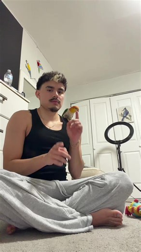 Caique Parrot Tutorial: Mastering the Toco Toco Trend