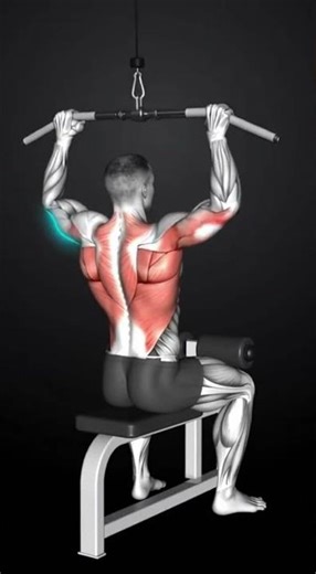 Lat Pulldown Anatomy Animation: Lats, Rhomboids & Biceps Activation Explained