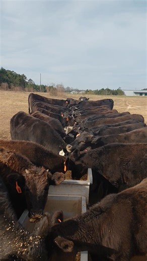 Abercrombie Wagyu F2, farm-to-table program! Visual BMS 8-10 scores on all previous steers. All hamburger meat from the last two years comes from our relaxed, bucket fed finishing program in Louisville. Open Friday and Saturday nights 5-9pm! | Abercrombie Fish Camp