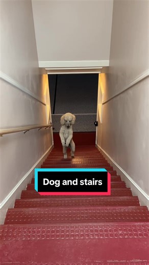 Creative Ways Dogs Navigate Stairs
