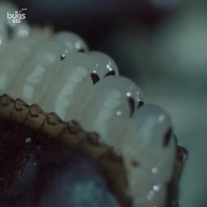 83K views · 1.1K reactions | Jump scare, much? 﫣荒 Some cockroaches are oviparous, meaning their babies grow in egg cases outside of the mother’s body 﫠 #ARealBugsLife is now streaming on Disney+. | National Geographic Animals | Facebook