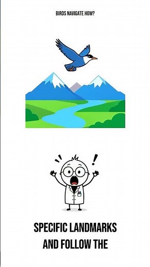 Birds Navigate How?