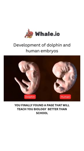 BIOLOGY | MEDICAL | HEALTH | Dolphin vs Human Bodies - Science - SonarDolphin and human embryos share fundamental embryological stages like fertilization, cleavage,... | Instagram