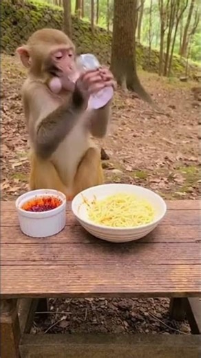 So Pity Pool Baby monkey #FunnyMonkey #MonkeyPrank #funnyVideo #AnimalComedy #CuteAnimals #fyp