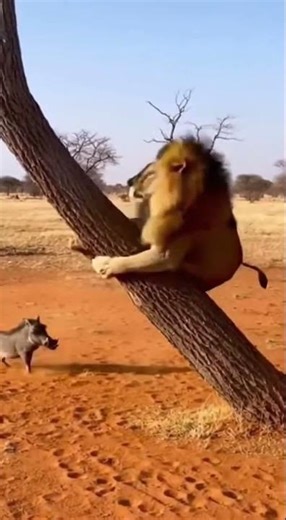 Lion vs Warthog Tree Smash 😂🦁🐗 #shorts