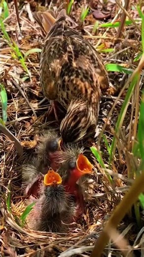 Mother Bird Feeding Hungry Baby Birds in Nest – Cute Wildlife Moment