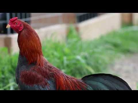 Gamefowl Crossbreeding Guide: 5 Unique Breeds to Combine