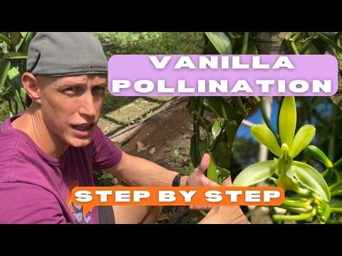 How to Pollinate Vanilla Flower | Step-by-Step