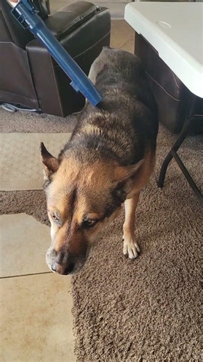 Blue Getting Vacuumed German Shepherd Mix
