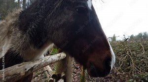 Close up of the nose / snout of a brown-white horse standing behind a fence in the countryside, with overcast syk and trees in the background