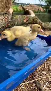 43K views · 10K reactions | Our happy runner ducklings enjoying a cool bath #runnerducklings #ducklings | Caenhill Countryside Centre | Facebook