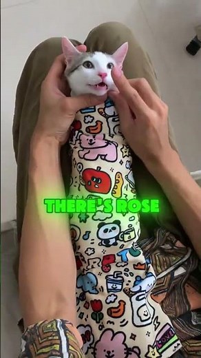 Tired of scratches and chaos every nail trim This cat wrap makes grooming easy and fast