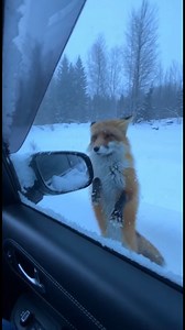 fox asked me for help #fox #help | Life is Taf