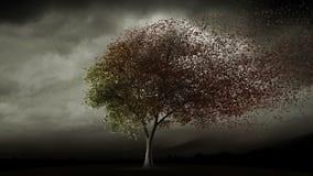 Big Tree Loosing Leaves in Autumn Stock Footage - Video of fallen, falling: 39671574