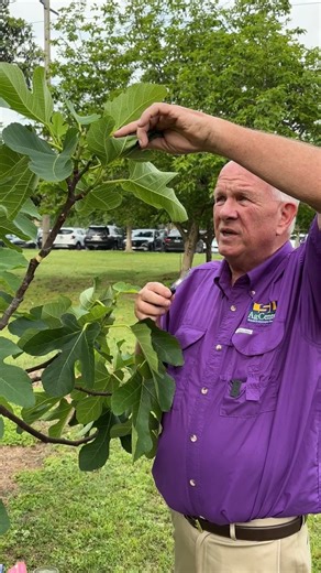 Learn how to air layer a fig tree with LSU AgCenter horticulturist Ed Bush. | LSU AgCenter