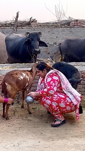 Tenu kr bythi o pyar 🙈 _aliza _alizasehar _village _villagelife | Aliza Sehar Vlogs