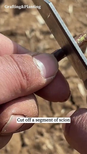 Grafting techniques of fruit tree 14 #grafting #graftingtechniques | Grafting Planting