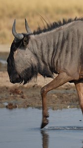Blue Wildebeest at Etosha National Park, Namibia. #namibia #etosha #wildebeest #safari #travel #wildlife #traveller #visitnamibia #africansafari #explore #wildlifephotography #madbookings | Nwrnamibia