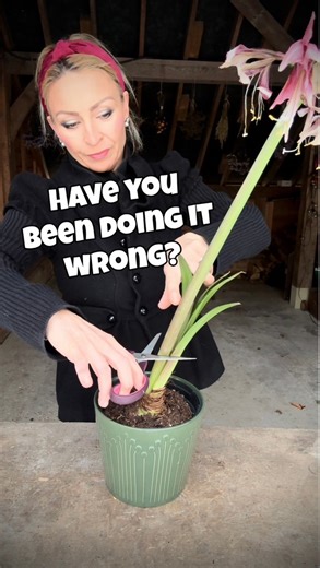 ❗️This is important❗️ After flowering it’s good to leave the green stem on your Amaryllis until it begins to yellow. Cut the flower off, but keep the green stalk and leaves while they’re still firm and green. 🌱 Why you should leave the stem • the green stem is photosynthesizing • energy it makes is stored back in the bulb • this helps the bulb re-bloom next season • removing it too early can weaken the bulb So: • pinch or cut off the spent flower to stop seed formation • leave the stem standing