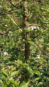 MM111 Apple Rootstock | Fruit Setting Stage | High-Vigor Rootstock Performance