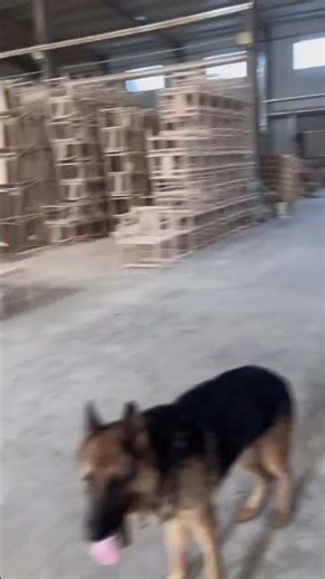 Unfinished Wood Furniture Wholesale & Customization白坯家具批发定制，椅子类现货大约3000多款！