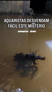 Alien ? Nova espécie ? Ou ....... Aquaristas acertam fácil! Resposta nas hastags #alien #mistério #animal #peixe #alimentando #comum #alga #curioso #bicho #aquarista #pesca | Aquarismo Jumbo