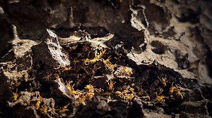 Termites, Insects, Animals