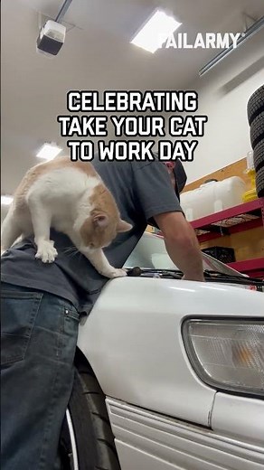 Working 100% more and accomplishing 100% less #fails #bringyourcattoworkday #pets #catshorts