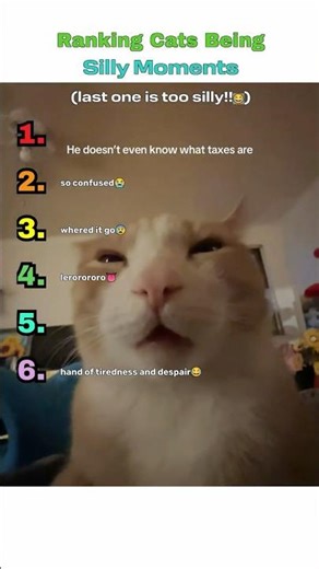 Ranking The Silliest Cats Ever!!?! #cats #cat #funny #ranking #cute #funnycats #cutecats #pets