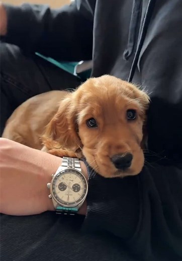 your sign to get that cocker spaniel puppy #cockerspaniel #englishcockerspaniel #puppy