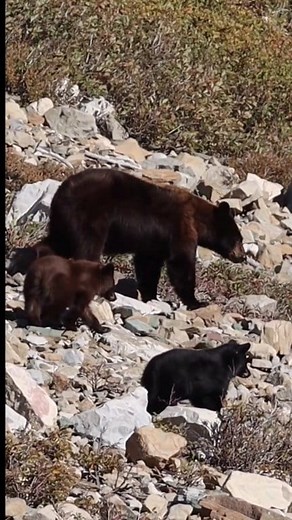24K views · 835 reactions | A black bear family makes their way down to a creek in Glacier National Park. #outdoors #animals #wildlife | Michael Hodges, Author | Facebook