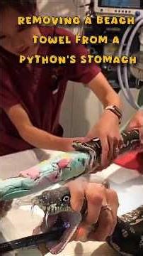 Removing a beach towel from a python's stomach🐍#shorts#animals#entertainment#snake#viral#shortvideo