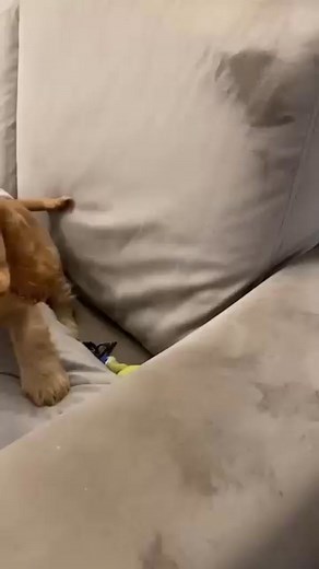 So cute cocker spaniel video😍 . . . #cockerspaniel #usa #cockerspanielworld #usareels #viralvideoシ #videoviralシ #viralreelsfacebook #videoviralシ #viralvideoシ #viralreelsfacebookシ | Cocker Spaniel Lover