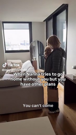 Adorable Toy Poodle Moments That Melt Hearts